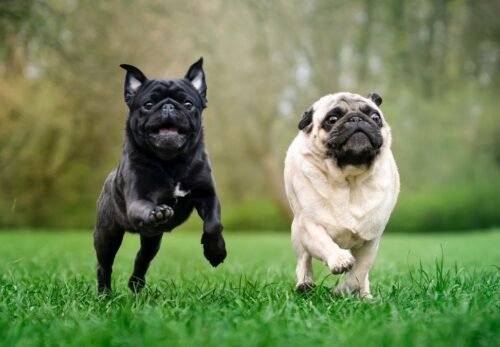 How to Choose the Perfect Pug Puppy for Your Family