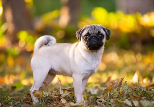 Why Ethical Breeding Matters for Pug Puppies