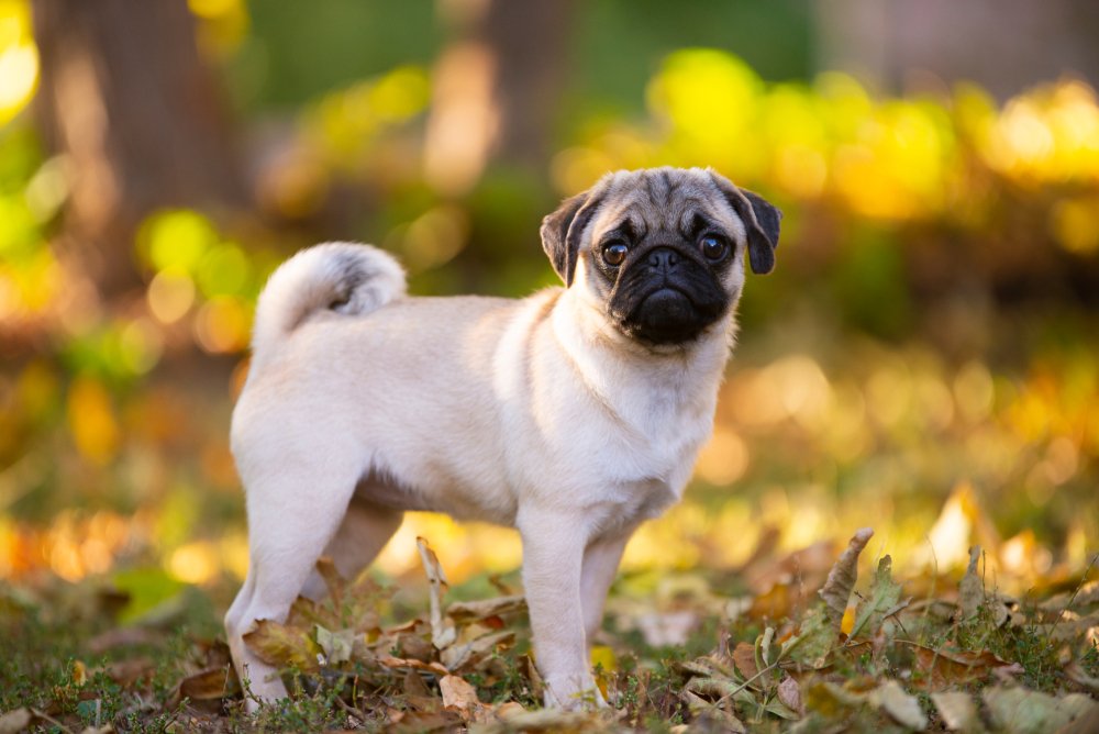 Why Ethical Breeding Matters for Pug Puppies