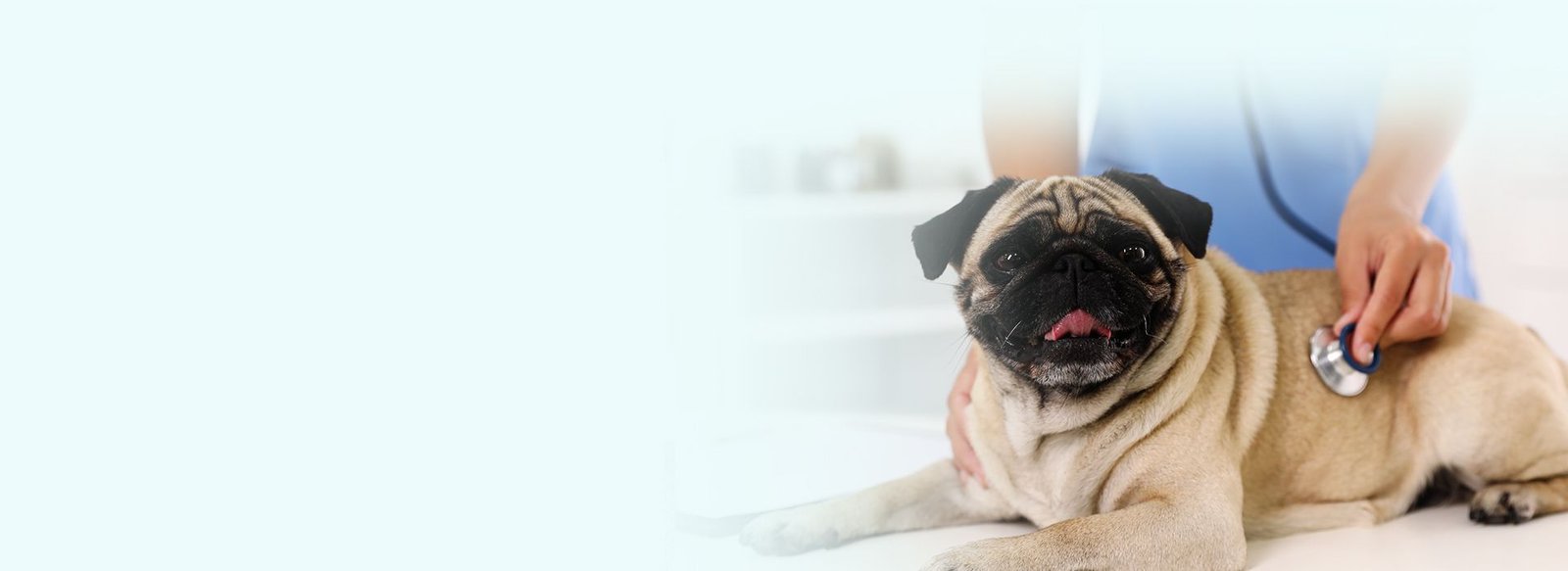 We specialize in providing you with high Quality Pug Puppies
