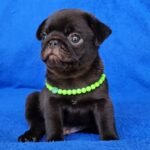 🐾 Meet Jimmy – AKC Registered Male Black Pug Puppy - Image 4