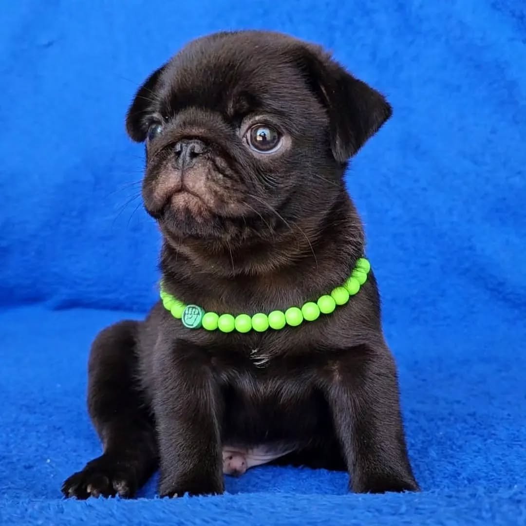 πΎ Meet Jimmy β AKC Registered Male Black Pug Puppy - Image 4