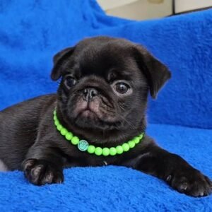 🐾 Meet Jimmy – AKC Registered Male Black Pug Puppy