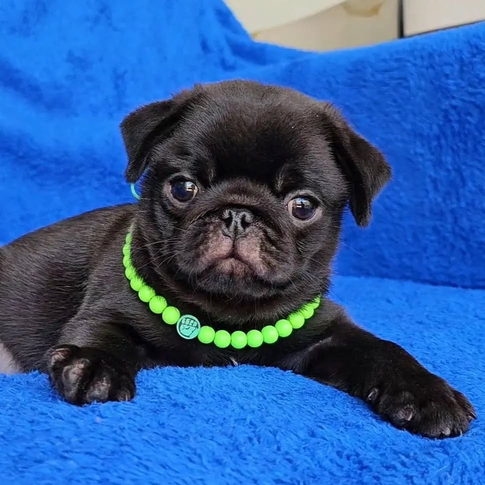 πΎ Meet Jimmy β AKC Registered Male Black Pug Puppy - Image 2