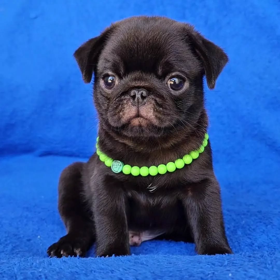πΎ Meet Jimmy β AKC Registered Male Black Pug Puppy - Image 3