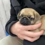 🐾 Meet Tara – AKC Registered Female Fawn Pug Puppy - Image 5