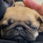 🐾 Meet Tara – AKC Registered Female Fawn Pug Puppy - Image 4