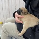 🐾 Meet Tara – AKC Registered Female Fawn Pug Puppy - Image 3