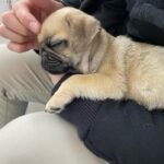 🐾 Meet Tara – AKC Registered Female Fawn Pug Puppy