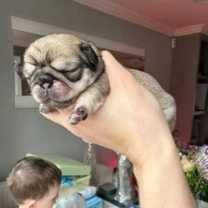 🐾 Meet Calvin – AKC Registered Male Fawn Pug Puppy