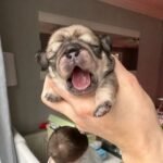 🐾 Meet Calvin – AKC Registered Male Fawn Pug Puppy - Image 3