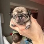 🐾 Meet Calvin – AKC Registered Male Fawn Pug Puppy - Image 2