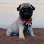 🐾 Meet Nash – AKC Registered Male Fawn Pug Puppy - Image 2