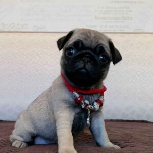 🐾 Meet Nash – AKC Registered Male Fawn Pug Puppy