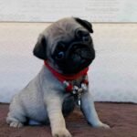 🐾 Meet Nash – AKC Registered Male Fawn Pug Puppy - Image 3